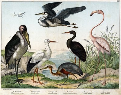 Phenicopterer or Flamingo (Phoenicopterus roseus), White stork (Ciconia alba), Black stork (Ciconia migra), Marabout (Leptoptilus crumenifer), White heron (Ardea cinerea), Red heron (Ardea purpurea) - in 