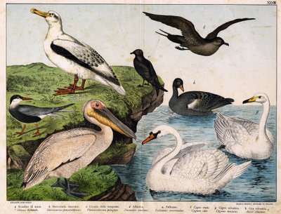 a: Common tern (Sterna hirundo), b: Pomarine skua (Stercorarius pomarinus), c: Storm petrel (Thalassidroma pelagica), d: Albatross (Diomedea exulans), e: Pelican (Pelecanus onocrotalus), f: Mute swan (Cygnus olor), g: Whooper swan (Cygnus cygnus), h: Wild  by Unknown artist