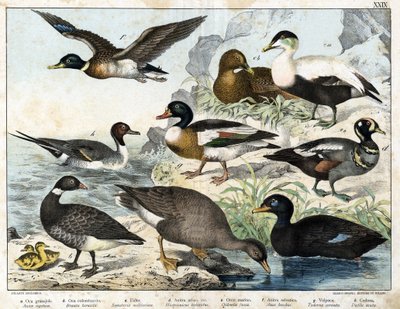 Seed Goose (Asner segetum), Brant (Branta bernicla), Common Eider (Somateria mollissima), Harlequin Duck (Histrionicus torquatus), Black Duck (Oidemia fusca), Mallard (Anas boschas), Belon