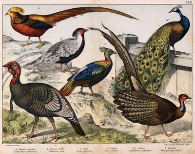 Silver pheasant (Euplocamus nycthemerus), Golden pheasant (Thaumalea picta), Majestic pheasant (Argus giganteus), Blue peacock (Pavo cristatus), Lophophorus impeyanus, Turkey (Meleagris gallo-pavo), in 