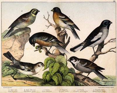 Sparrow (Emberiza circlus), Snow Sparrow (Plectrophanes nivalis), Sparrow (Pour domesticus), Pinson (Fringilla coelebs), Northern Pinson (Fringilla montifringilla), Niverolle (Montifringilla nivalis) - in “Natural History of birds”, ed. Hoep by Unknown artist