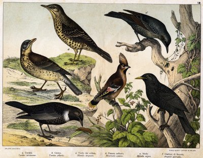 a: Mistle Thrush (Turdus viscivorus), b: Fieldfare (Turdus pilaris), c: Ring Ouzel (Merula torquata), d: Blue Rock Thrush (Monticola cyanus), e: Common Blackbird (Merula nigra), f: Bohemian Waxwing (Ampelis garulus) by Unknown artist