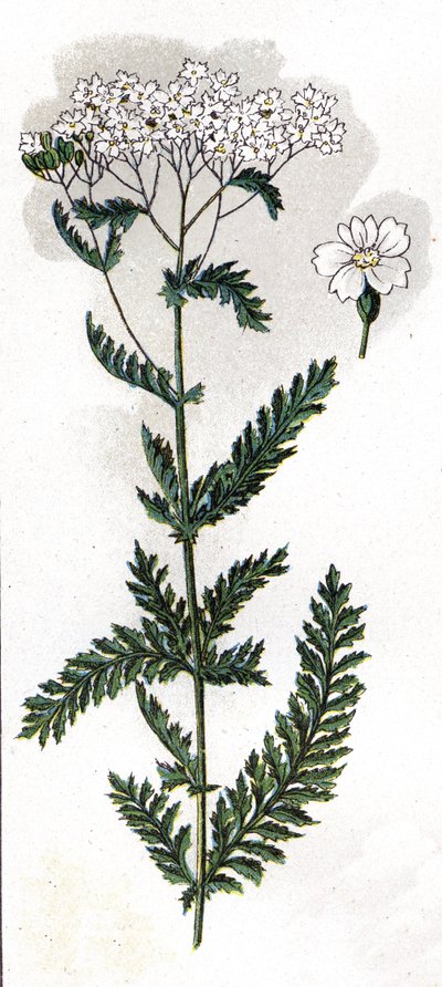 Illustration in 