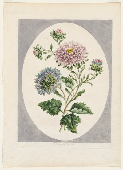 A Collection of Flowers Drawn from Nature: Large Double China Aster by Unknown artist