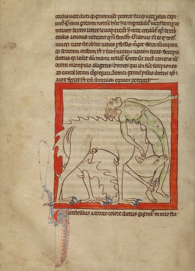 A Crocodile by Unknown artist