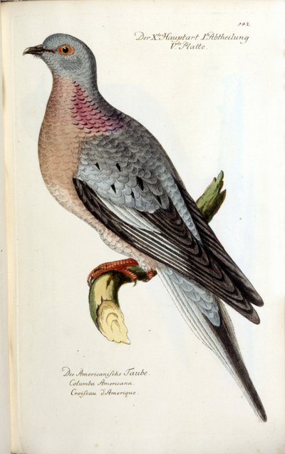 A migratory dove, now extinct. Zoological chart after Fritsch by Unknown artist