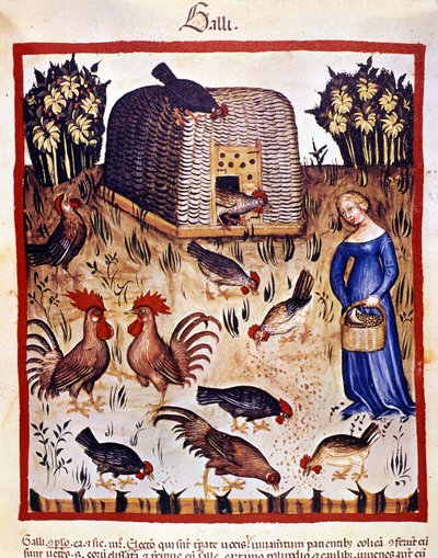 A young woman in a low yard feeds hens and roosters. Illumination from 