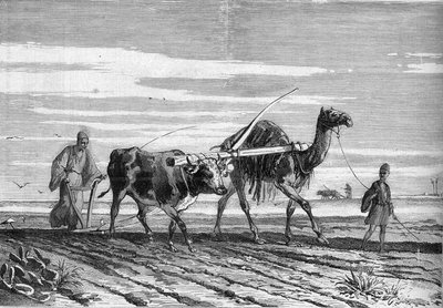 Agriculture in Egypt: A Plow Drawn by a Cow and a Camel. Engraving in 