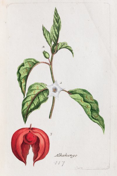 Alkekengi by Unknown artist