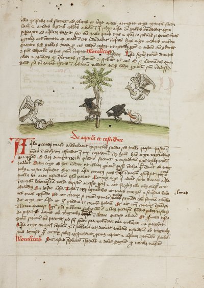 An Eagle Seizing a Snail; A Crow Pecking at a Snail by Unknown artist