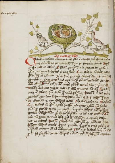 An Owlet and a Goshawk in Some Branches by Unknown artist