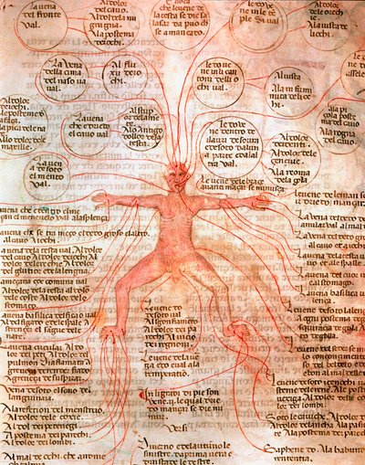 Anatomical Chart Illustrating Blood Circulation by Unknown artist