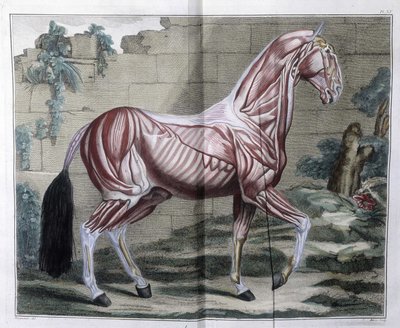 Anatomy of the Horse: 