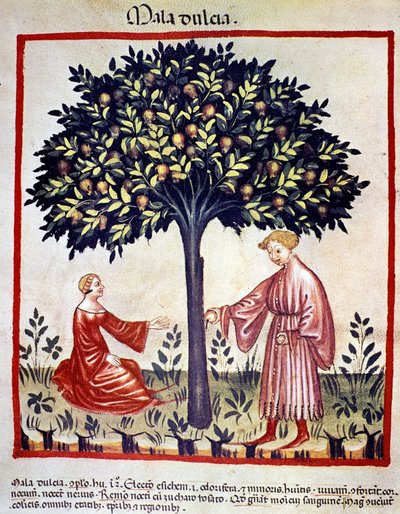 Apples picking. Illumination from 