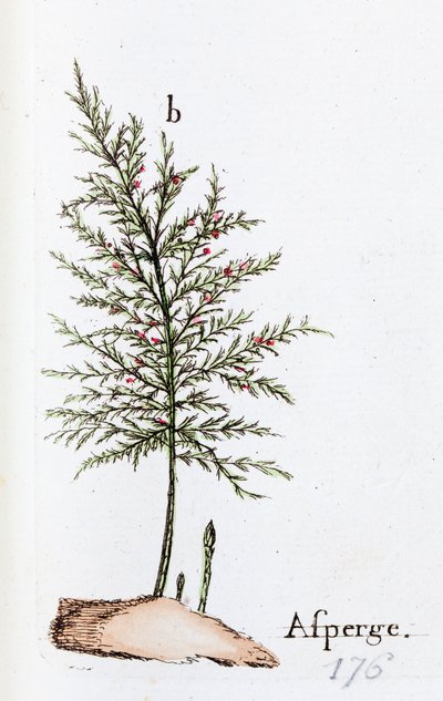 Asparagus by Unknown artist
