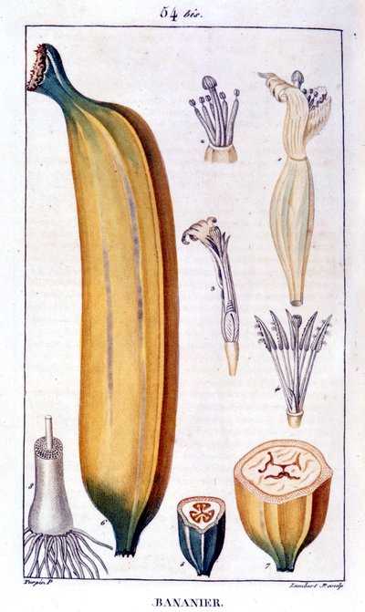 Banana tree by Unknown artist