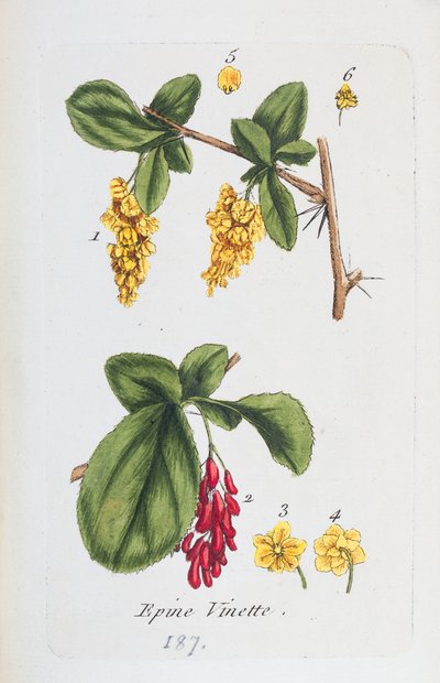 Barberry by Unknown artist