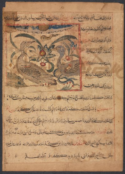 Benefits of the Parts of Vultures (From the Manafi