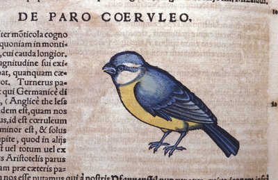 Blue Passerine - in Historia Animalium by Conrad Gesner, Tiguri by Unknown artist