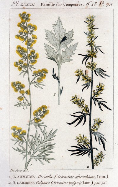 Botanical Plate: Sagebrush Absinthe and Sagebrush Vulgaris. Engraving of the 18th century by Unknown artist