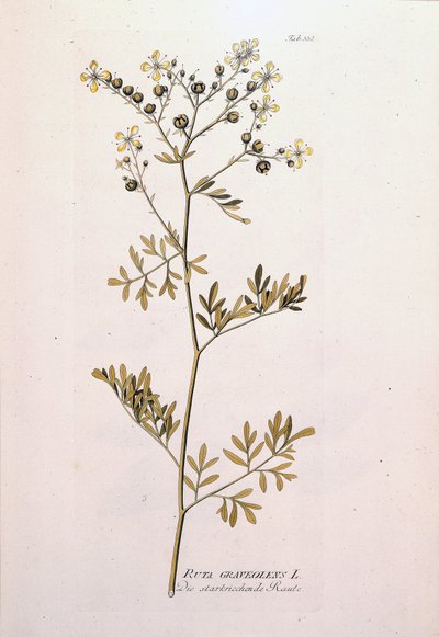 Botanical board: rue officinale (Ruta graveolens). In 