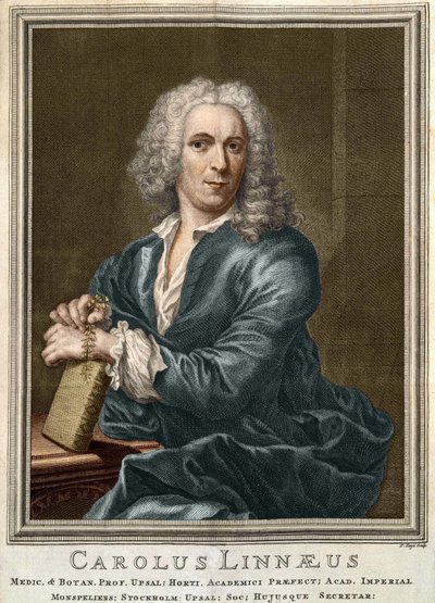 Carl Von Linné Swedish naturalist and writer (1707 - 1778) by Unknown artist