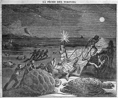 Catching Turtles on the Coast of Cuba - engraving 19th century by Unknown artist