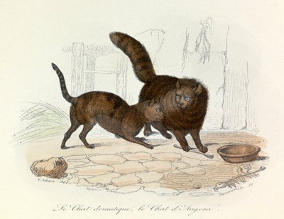 Cats: Domestic and Angora; Cuvier and Linnaean Classification (engraving) by Unknown artist