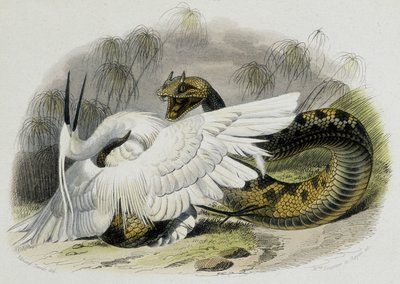 Ceraste (Snake of the Viper Family) Beating a Bird. 19th Century Engraving from the Drawing of the French Naturalist Lacepede (1756-1709) by Unknown artist