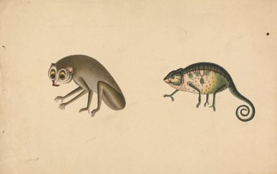 Chameleon and a Mammal by Unknown artist