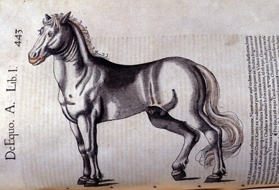 Horse in Historia Animalium by Conrad Gesner (1516 - 1565), Tiguri by Unknown artist