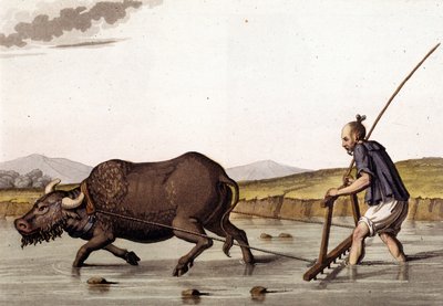 China, ploughing rice crops with beef - in “The Old and Modern Costume” by Jules Ferrario by Unknown artist