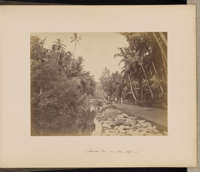 Coconut Grove near Galle, Ceylon by Unknown artist