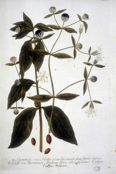 Coffee seed plant in a 19th century herbarium. by Unknown artist