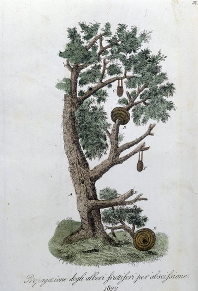 Cutting system for the development of fruit trees. Plate taken from 