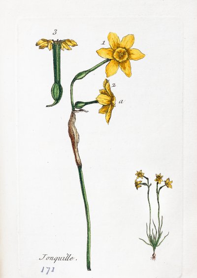 Daffodil by Unknown artist