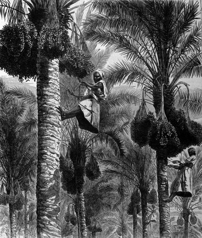 Date picking in Ceylon (current Sri Lanka) 19th century engraving by Unknown artist