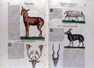 Deer and antelope in Historia Animalium by Conrad Gesner (1516 - 1565), Tiguri by Unknown artist