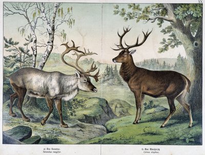 Deers - in 