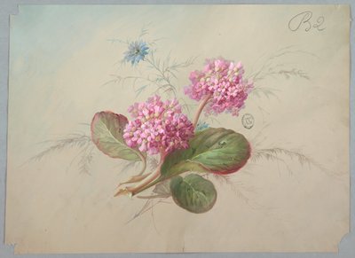 Design for Wallpaper and Textile: Flowers by Unknown artist