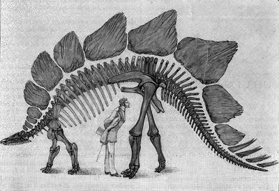 Dinosaur skeleton: Stegosaurus ungulatus, March. Upper Jurassic of the Rocky Mountains. Reproduction of the drawing communicated by Mr. March to Albert Gaudry of the Institute. Engraving in La Nature: revue des sciences et de leurs applications by Unknown artist