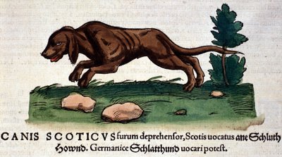Dog from the Historia Animalium by Conrad Gesner, Tiguri 1560. Biblioteca Nazionale Braidense, Milan by Unknown artist