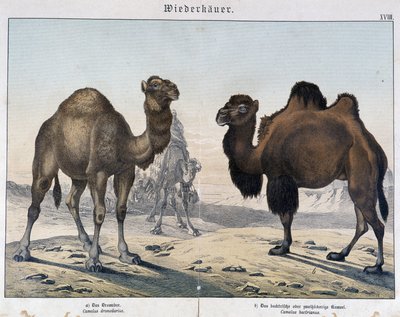 Dromedary and Camel - in “Natural Histories of Mammals”, ed. Schreiber, Munich by Unknown artist