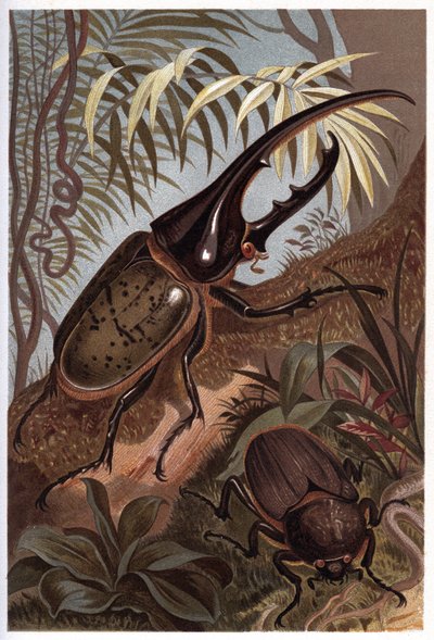 Dynaste Hercules, Scarab Beetle - The Hercules Beetle by Unknown artist