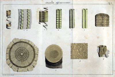 Elemental organs: in 