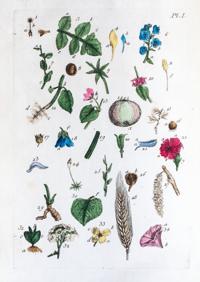 Elementary table of figures and their names in Flora Parisiensis by Unknown artist