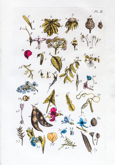 Elementary table of figures and their names in Flora Parisiensis by Unknown artist