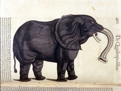 Elephant from the Historia Animalium by Conrad Gesner, Tiguri 1560. Biblioteca Nazionale Braidense, Milan by Unknown artist
