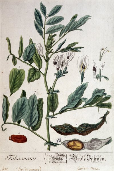 Faba Major (marsh bean) - botanical board by Unknown artist