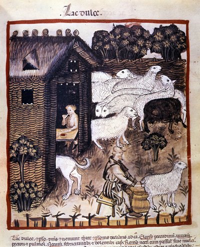 Farm work: milking sheep to produce milk and cheese. Illumination from 